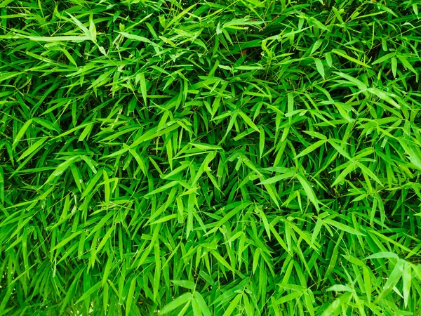 Зеленый бамбук листья фона — стоковое фото