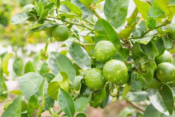 Frische Limette mit grünem Blatt. — Stockfoto