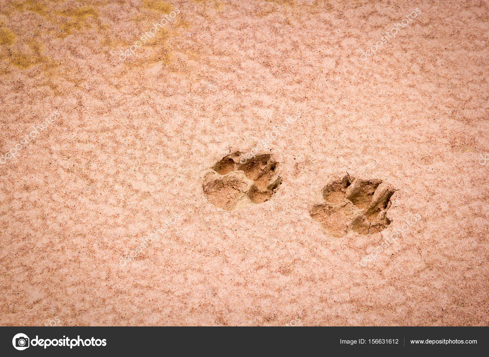 모래에 강아지 발자국 — 스톡 사진 © jpkirakun #156631612
