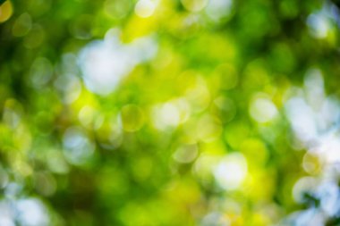 Yeşil bokeh doğa arka plan.