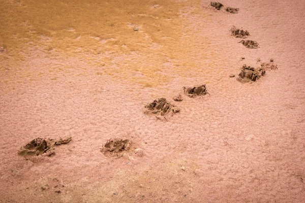 Dog footprints on the sand