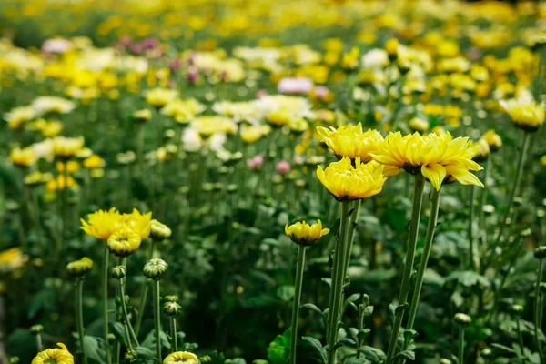 Gros plan fleur de chrysanthème — Photo