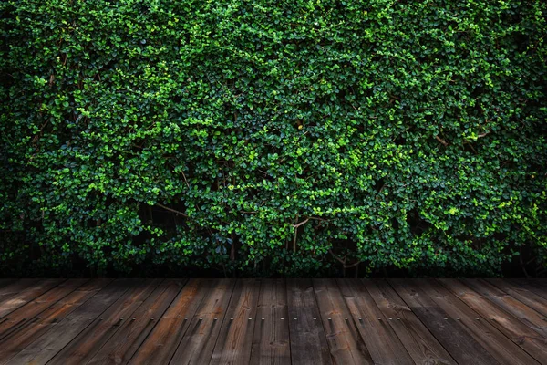 Mur de feuilles vertes avec plancher en bois . — Photo