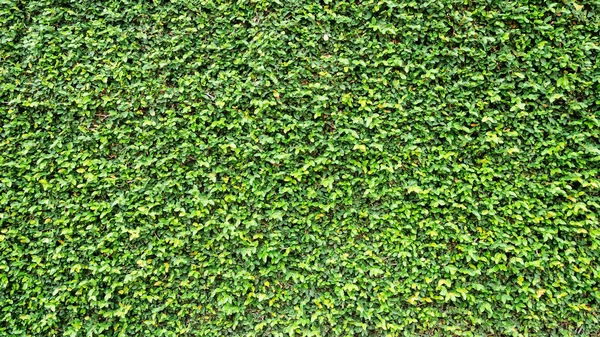 Zöld levelek természetes fal. — Stock Fotó