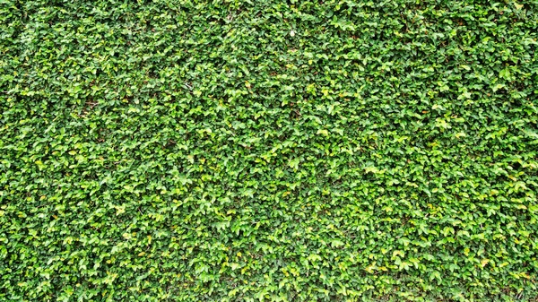 Green leaves natural wall. — Stock Photo, Image