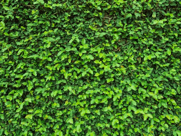 Hojas verdes pared natural . —  Fotos de Stock
