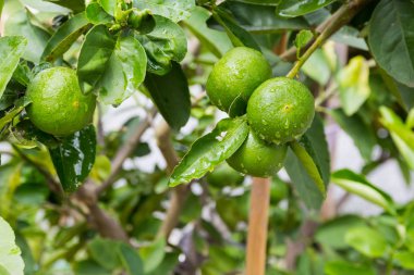 yeşil yaprak taze limon.