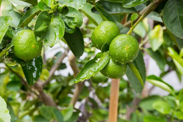 Limão fresco com folha verde . — Fotografia de Stock