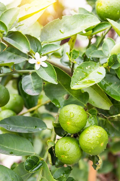 Frische Limette mit grünem Blatt. — Stockfoto