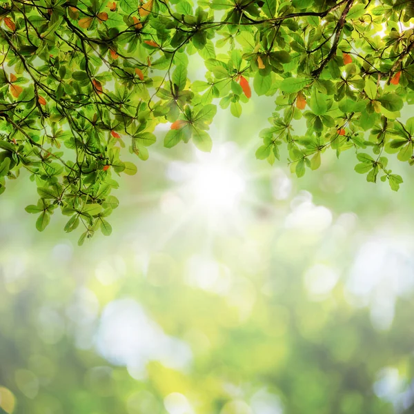 Blur leaves on abstract bokeh natrue background — Stock Photo, Image