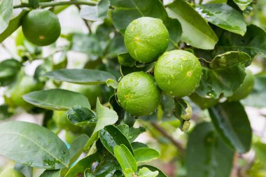 yeşil yaprak taze limon.
