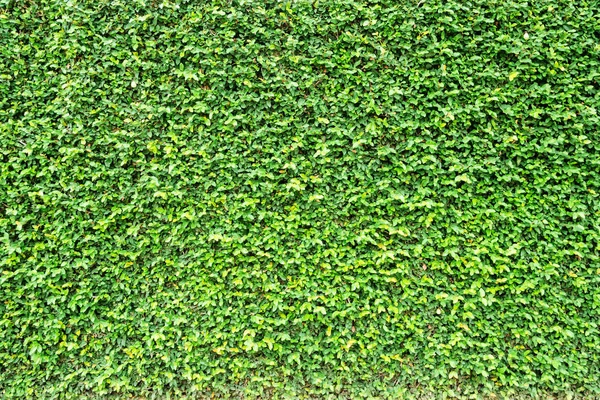 Hojas verdes pared natural . —  Fotos de Stock