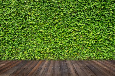 yeşil yaprakları duvar ahşap zemin ile.
