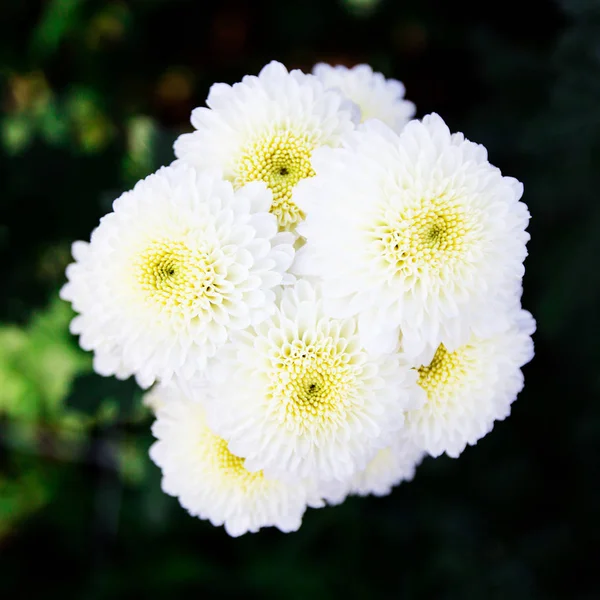 Borrão branco crisântemo flor fundo — Fotografia de Stock