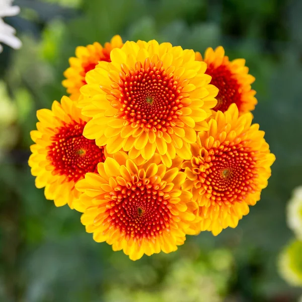 Flou jaune fond de fleur de chrysanthème — Photo
