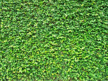 yeşil yaprakları doğal duvar.