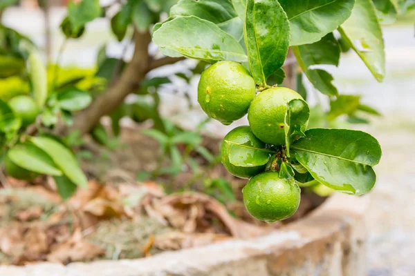 Limão fresco com folha verde . — Fotografia de Stock