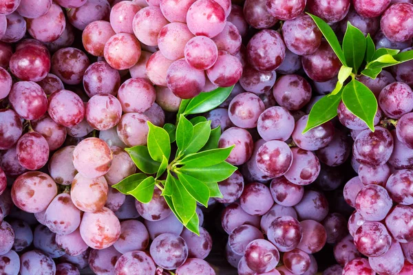 Raisins de vin rouge sur le marché — Photo