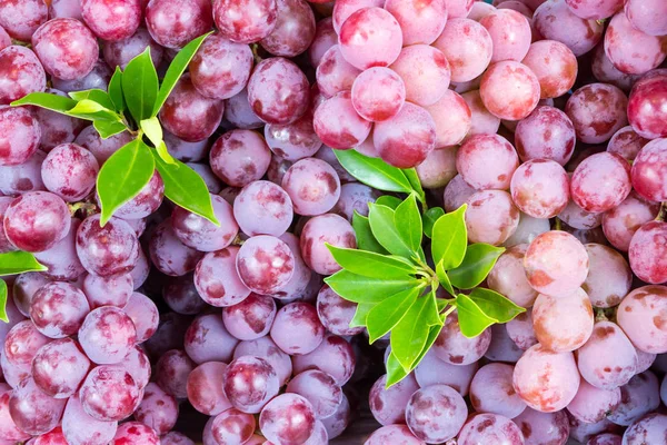 Raisins de vin rouge sur le marché — Photo