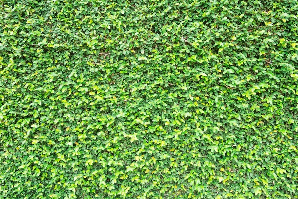 Groene bladeren natuurlijke muur. — Stockfoto