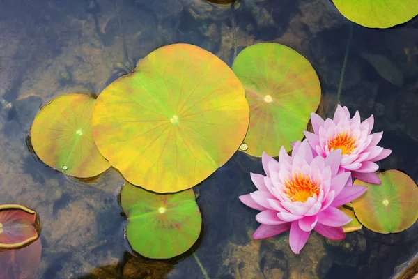 Mooie lotusbloem drijvend op het water — Stockfoto