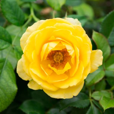 Sarı gül çiçeği..