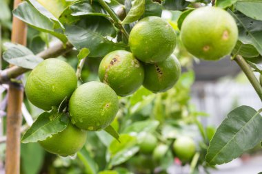 yeşil yaprak taze limon.