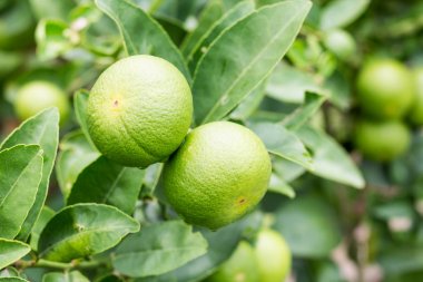 yeşil yaprak taze limon.