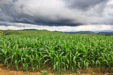 Yeşil Mısır alan arka plan