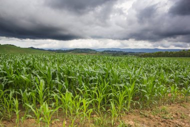 Yeşil Mısır alan arka plan