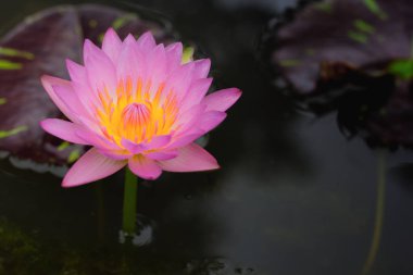 Su üzerinde yüzen güzel lotus çiçeği