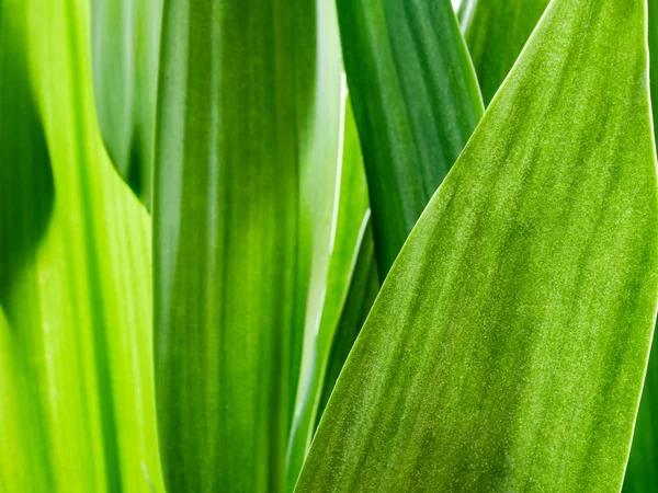Абстрактне зелене листя фон природи — стокове фото