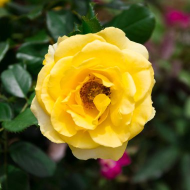 Sarı gül çiçeği..