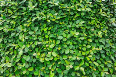 Yeşil Yapraklar duvar arkaplanı