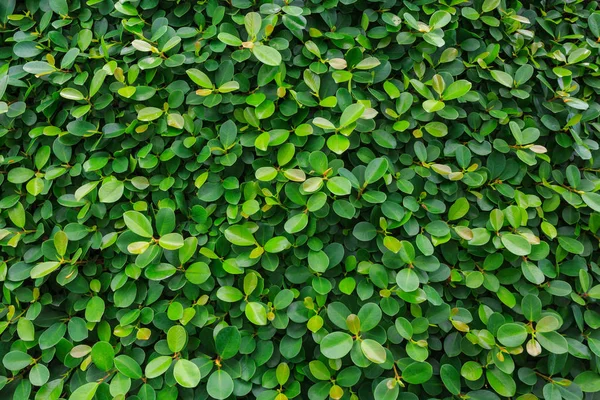 Yeşil Yapraklar duvar arkaplanı