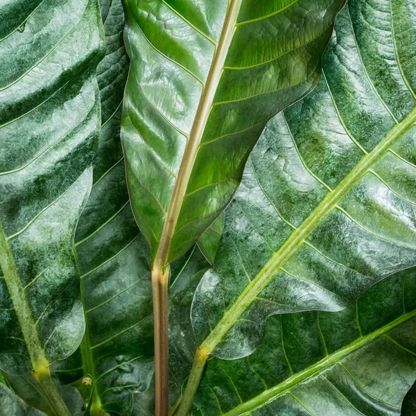 Groene blad textuur — Stockfoto