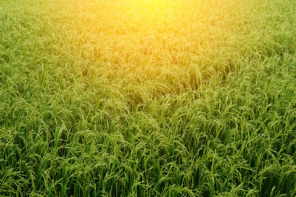 Campo de arroz verde fundo natural . — Fotografia de Stock