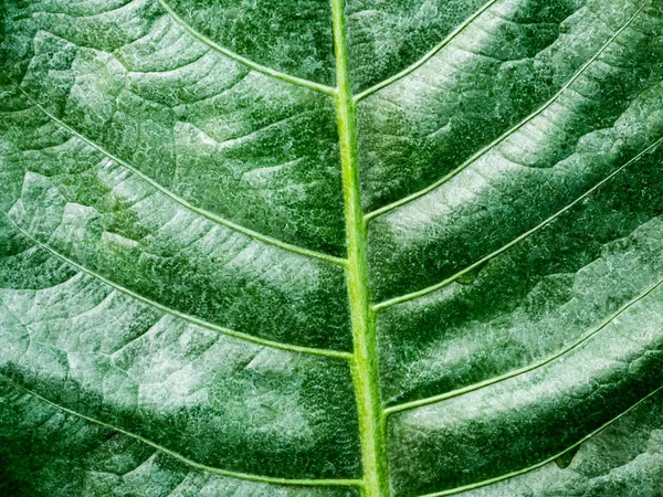 Groene blad textuur — Stockfoto