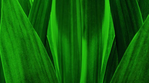 抽象的な緑色の葉を自然の背景 — ストック写真