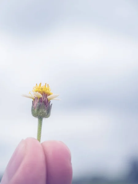 Mains tenant fleur d'herbe dans le ciel . — Photo