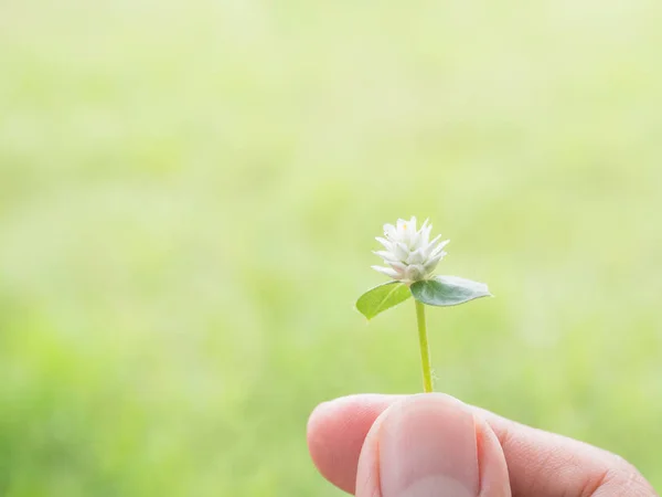 hands holding grass flower in the blur green nature background