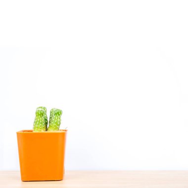 Ahşap masa pot kaktüs