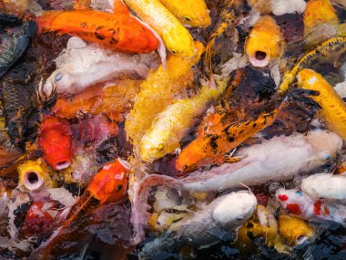 Koi balığı gölde.