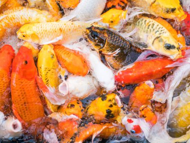 Koi balığı gölde.