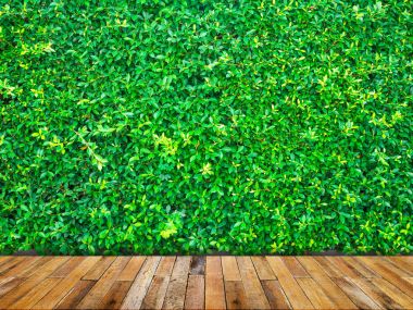 yeşil yaprakları duvar ahşap zemin ile.