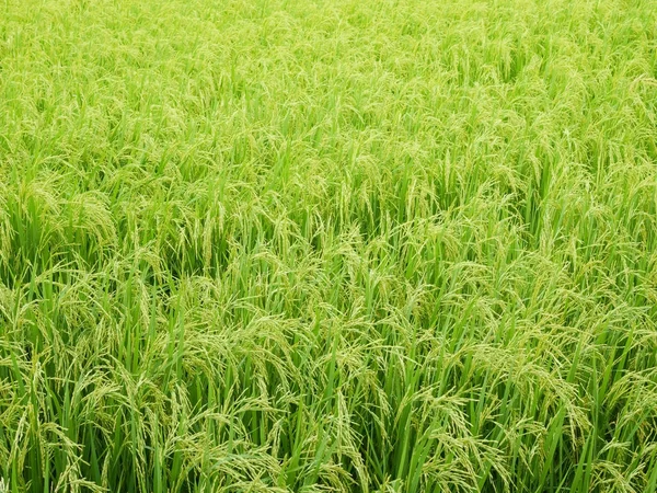 Зеленое рисовое поле . — стоковое фото