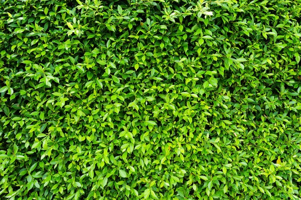 Πράσινα φύλλα φυσικό τείχος. — Φωτογραφία Αρχείου