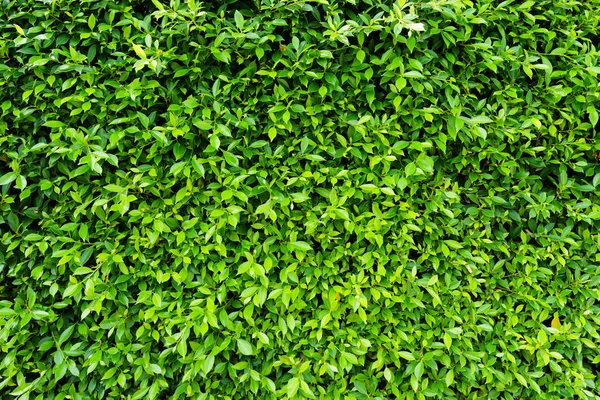 Green leaves natural wall. — Stock Photo, Image