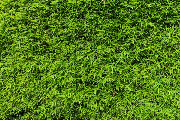 Folhas verdes textura de bambu e fundo . — Fotografia de Stock