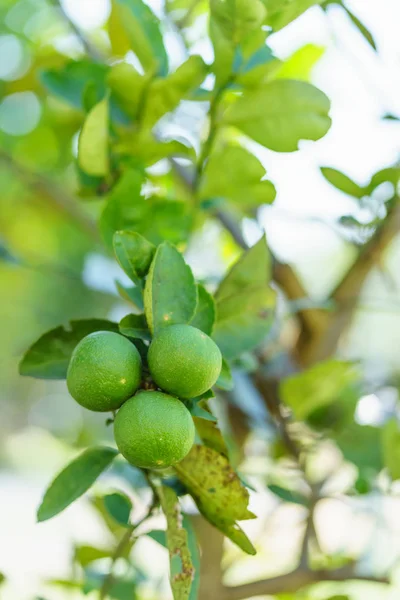 Limão fresco com folha verde . — Fotografia de Stock
